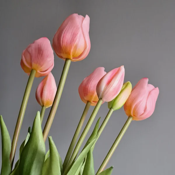 Tulpen Licht Roze Lange Steel