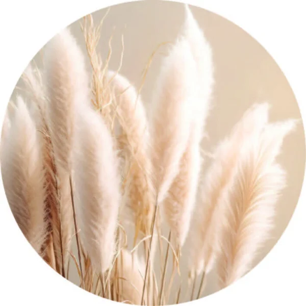 Muurcirkel 25 cm Cortaderia