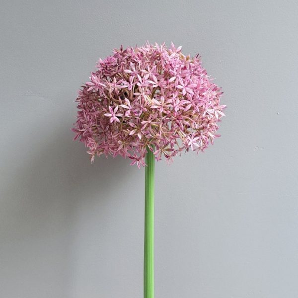 Zijden Bloem Allium Paars 73 cm - Afbeelding 2